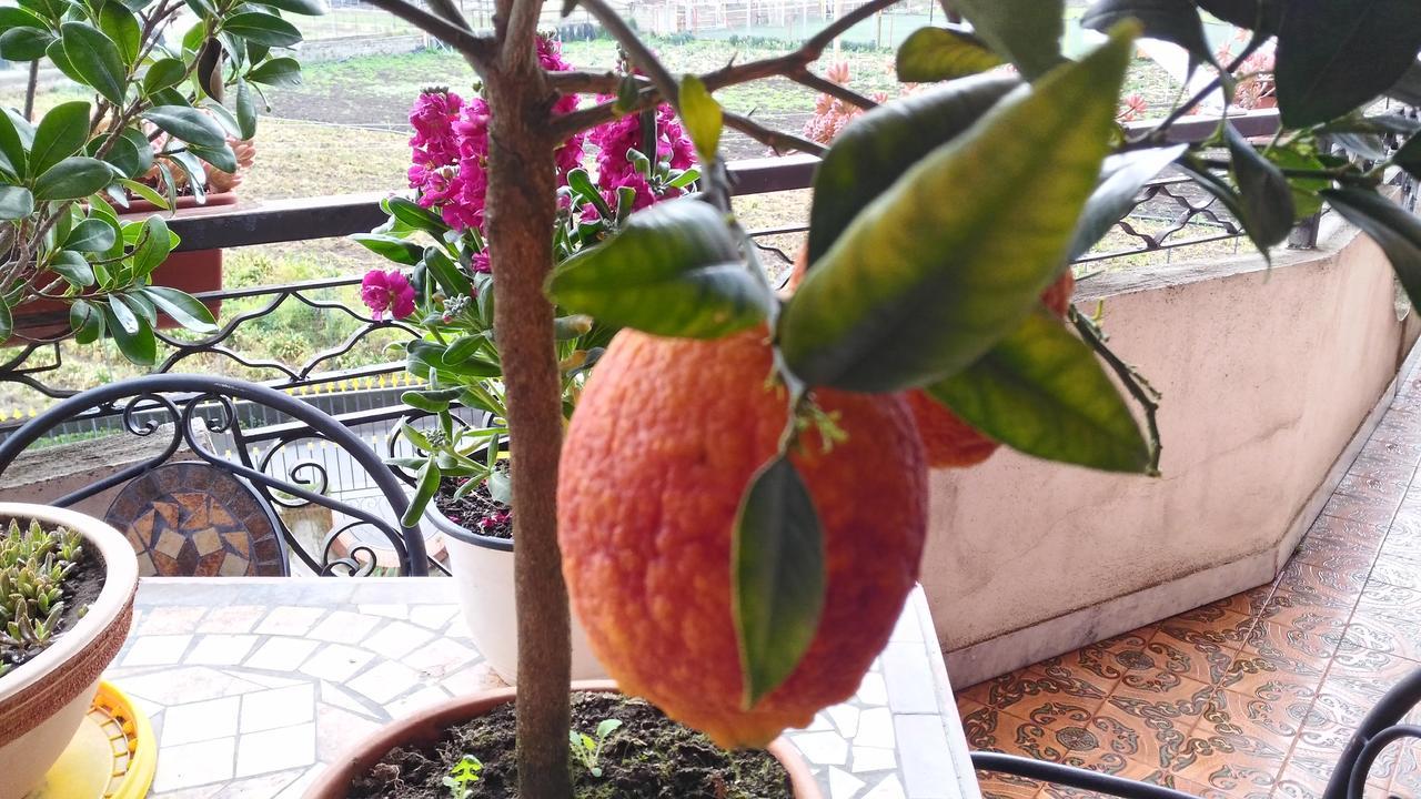 B&B Le Cycas 카스텔라마레디스타비아 외부 사진